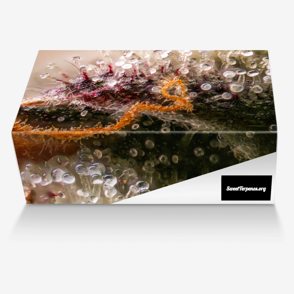 Sweet Terpenes custom made in Italy shoes by Heather Stanley | Box view