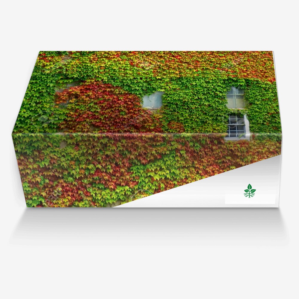 Plant custom made in Italy shoes by Federico Lanciotti | Box view