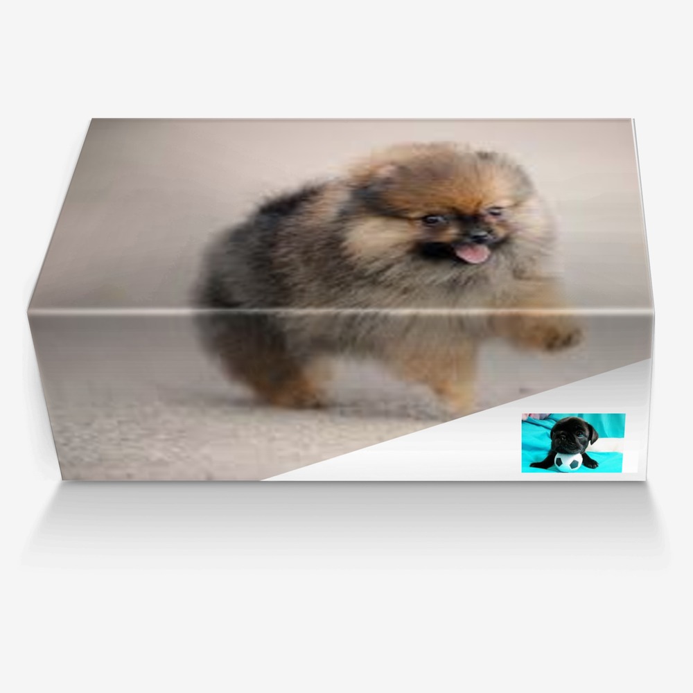 DOGS custom made in Italy shoes by Ryan | Box view