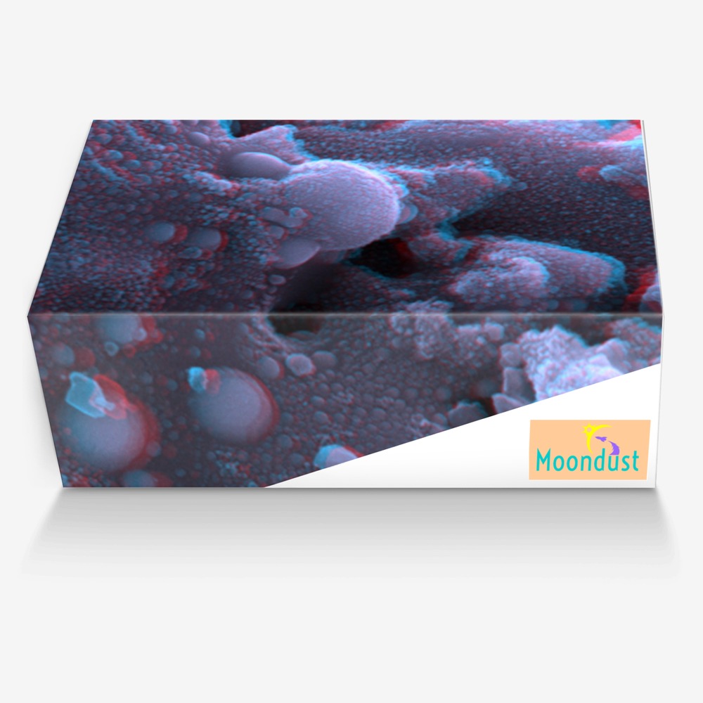 Moondust custom made in Italy shoes by Moondust Victorious | Box view