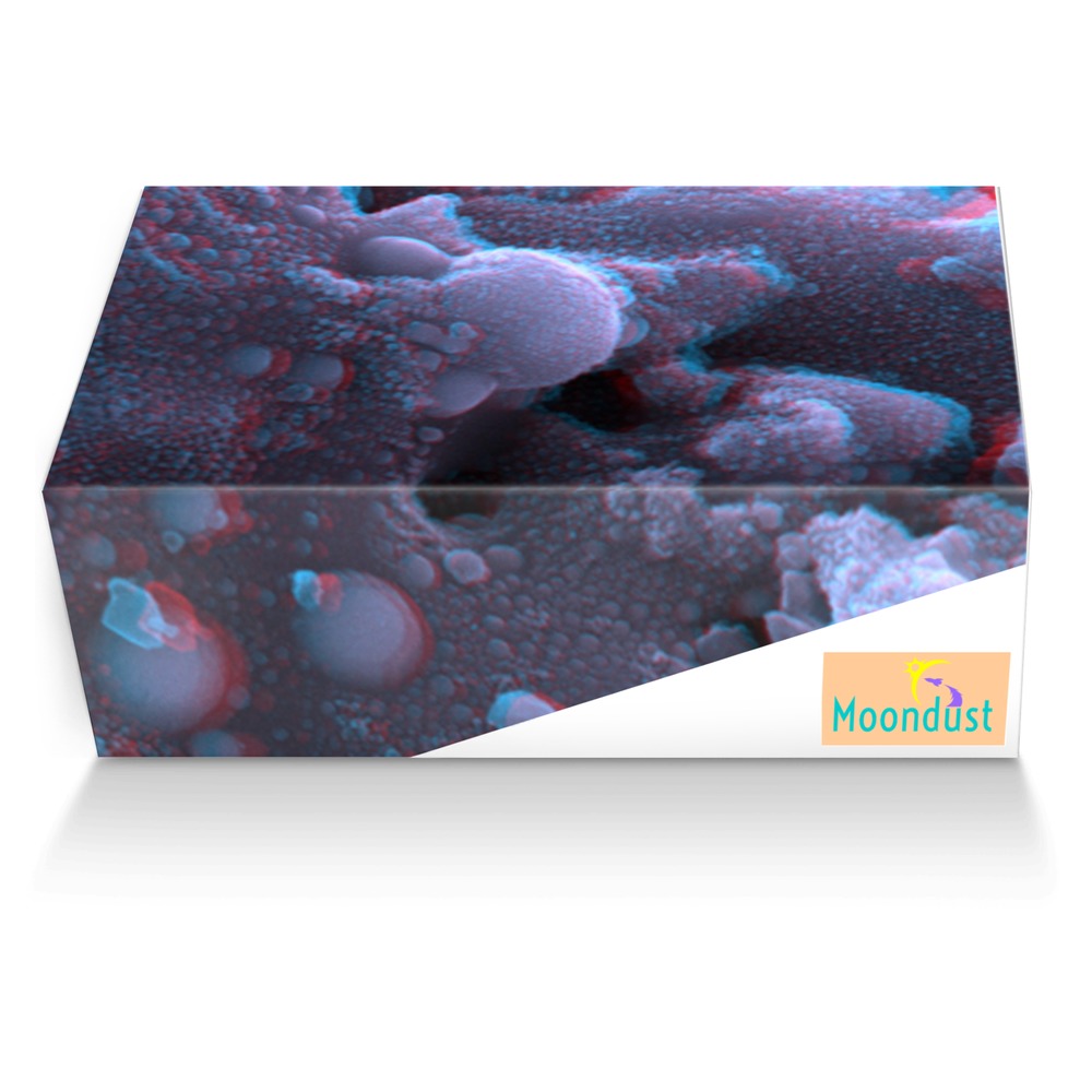 Moondust custom made shoe box Moondust artisan made in Italy shoes by Moondust Victorious