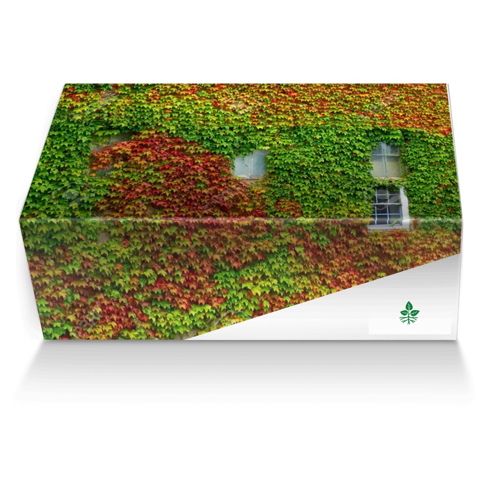 Plant custom made shoe box Plant artisan made in Italy shoes by Federico Lanciotti